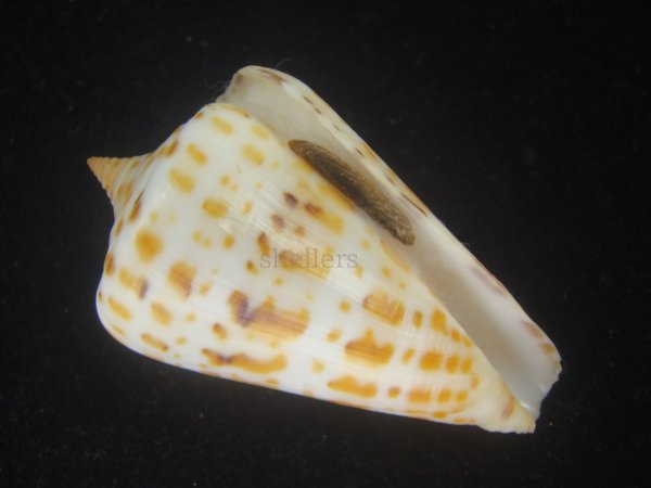 画像1: アルバロレンツイモ(Conus spurius arubaensis) Golden (1)