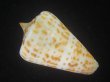 画像2: アルバロレンツイモ(Conus spurius arubaensis) Golden (2)
