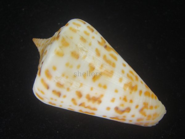 画像2: アルバロレンツイモ(Conus spurius arubaensis) Golden (2)