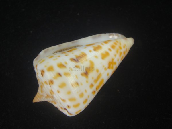 画像3: アルバロレンツイモ(Conus spurius arubaensis) Golden (3)