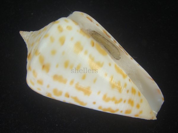 画像1: アルバロレンツイモ(Conus spurius arubaensis) Golden　大　老成 (1)