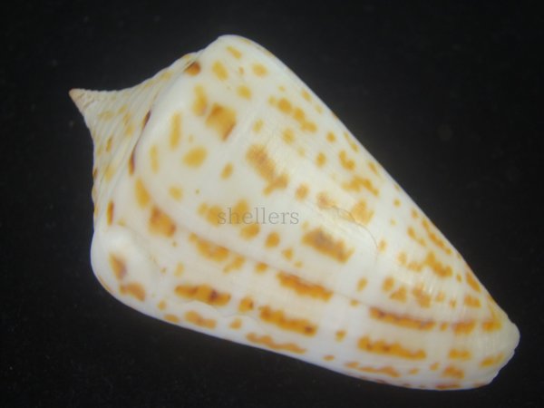 画像2: アルバロレンツイモ(Conus spurius arubaensis) Golden　大　老成 (2)
