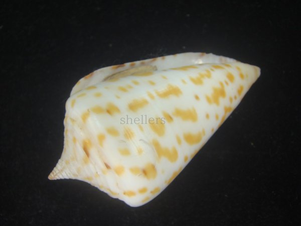 画像3: アルバロレンツイモ(Conus spurius arubaensis) Golden　大　老成 (3)