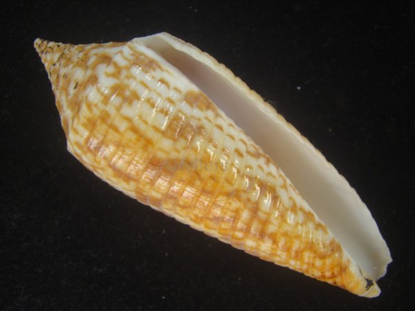 画像1: アルマジロイモ(Conus armadillo) 大　老成 (1)
