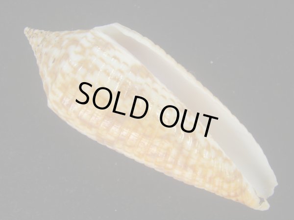 画像1: アルマジロイモ(Conus armadillo) 大　老成 (1)