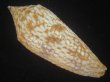 画像2: アルマジロイモ(Conus armadillo) 大　老成 (2)
