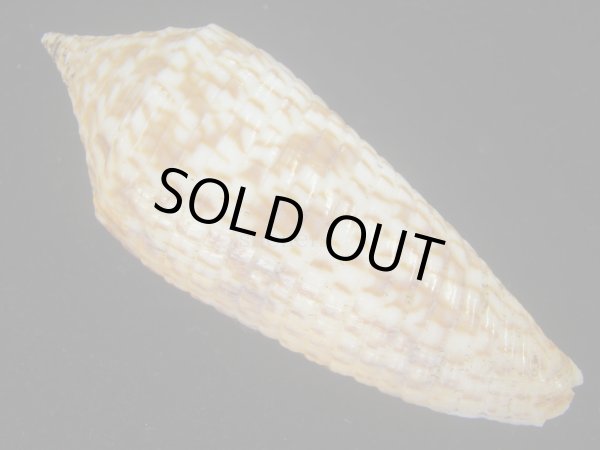 画像2: アルマジロイモ(Conus armadillo) 大　老成 (2)