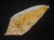 画像3: アルマジロイモ(Conus armadillo) 大　老成 (3)