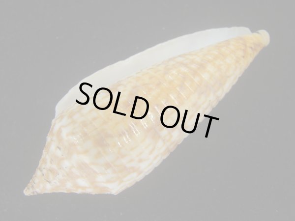 画像3: アルマジロイモ(Conus armadillo) 大　老成 (3)