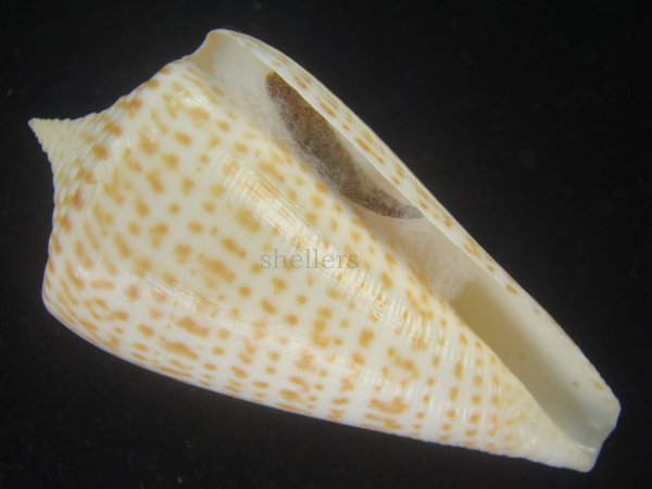 画像1: ヨウラクイモ(Conus spurius) Golden　美品 (1)
