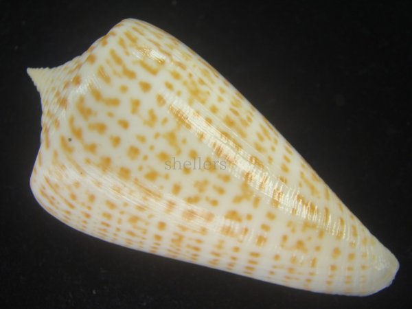画像2: ヨウラクイモ(Conus spurius) Golden　美品 (2)