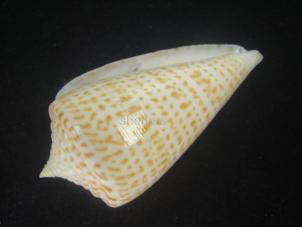 画像3: ヨウラクイモ(Conus spurius) Golden　美品 (3)