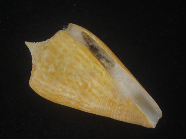 画像1: ヨウラクイモ(Conus spurius) Golden (1)