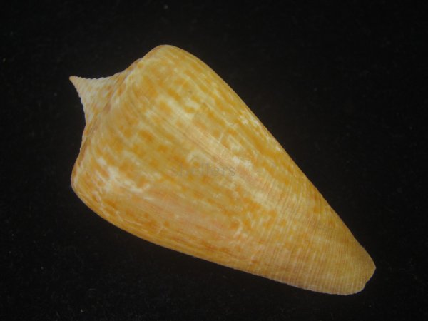 画像2: ヨウラクイモ(Conus spurius) Golden (2)