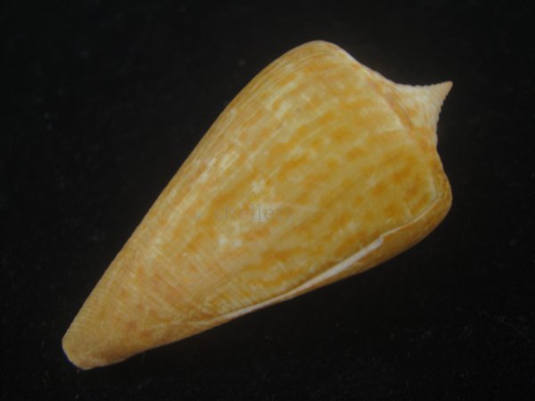 画像3: ヨウラクイモ(Conus spurius) Golden (3)