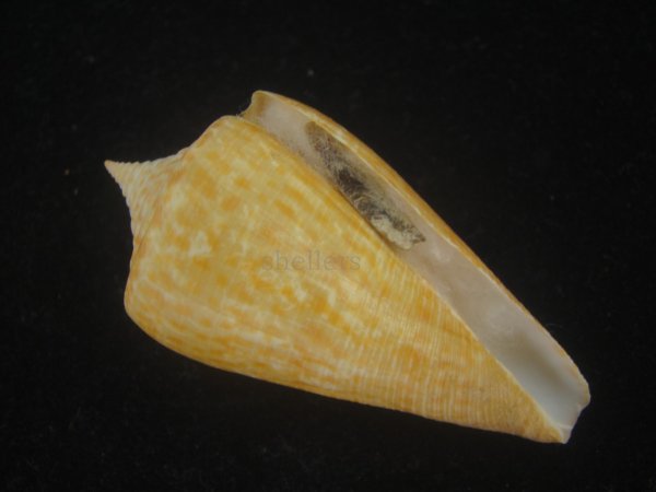 画像4: ヨウラクイモ(Conus spurius) Golden (4)