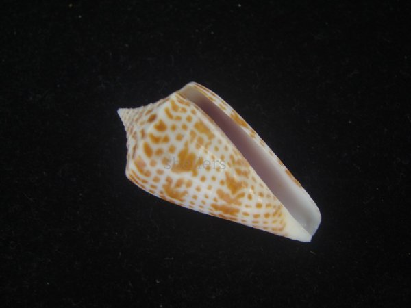 画像1: ロレンツイモ(Conus spurius lorenzianus) 美品 (1)
