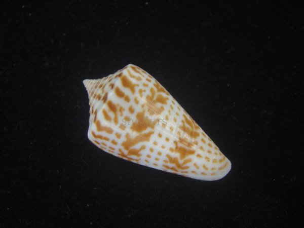 画像2: ロレンツイモ(Conus spurius lorenzianus) 美品 (2)