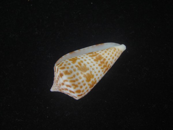 画像3: ロレンツイモ(Conus spurius lorenzianus) 美品 (3)