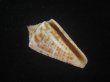 画像1: ロレンツイモ(Conus spurius lorenzianus) 老成 (1)