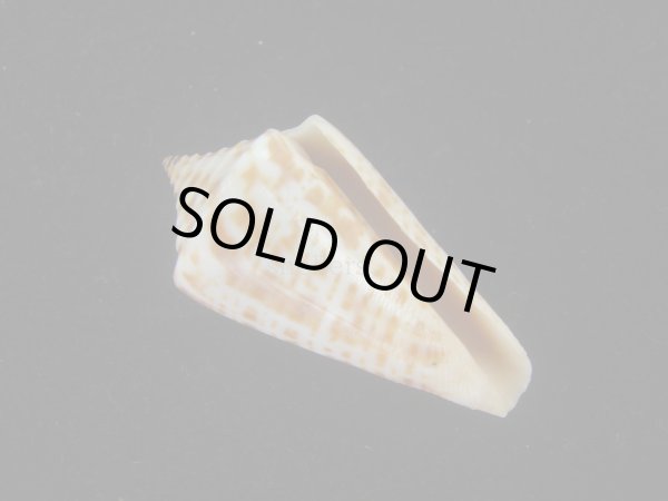 画像1: ロレンツイモ(Conus spurius lorenzianus) 老成 (1)