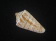 画像2: ロレンツイモ(Conus spurius lorenzianus) 老成 (2)