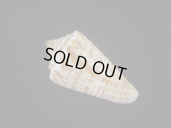 画像2: ロレンツイモ(Conus spurius lorenzianus) 老成 (2)