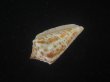 画像3: ロレンツイモ(Conus spurius lorenzianus) 老成 (3)