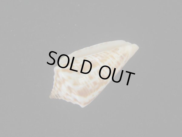 画像3: ロレンツイモ(Conus spurius lorenzianus) 老成 (3)