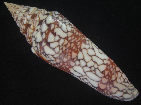 画像2: インドハデミナシ(Conus milneedwardsi clytospira) 154ｍｍ　特大　特美品 (2)