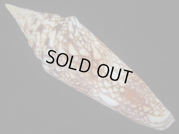 画像2: インドハデミナシ(Conus milneedwardsi clytospira) 大　特美品 (2)