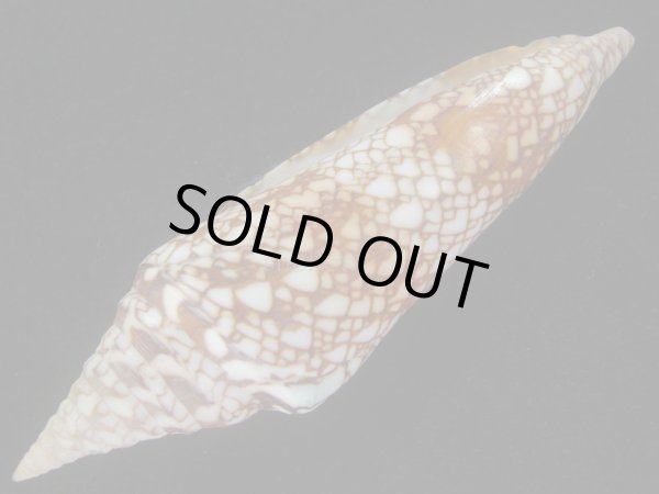 画像3: インドハデミナシ(Conus milneedwardsi clytospira) 大　特美品 (3)