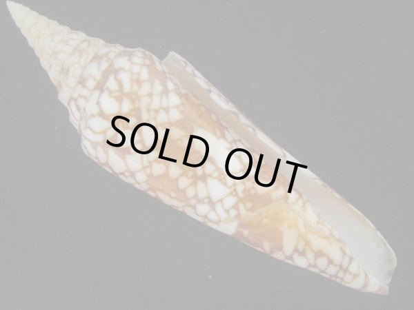 画像1: インドハデミナシ(Conus milneedwardsi clytospira) 美品 (1)