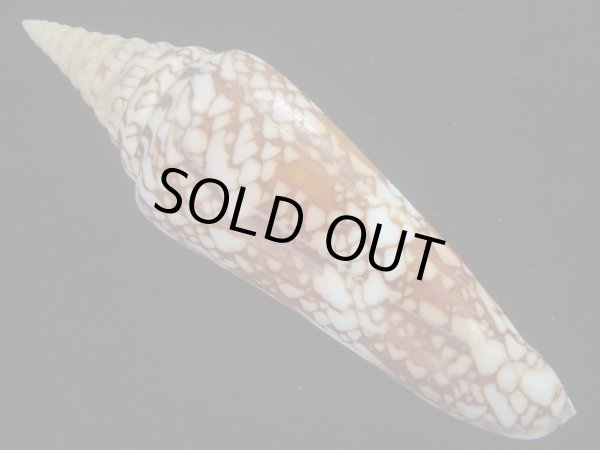 画像2: インドハデミナシ(Conus milneedwardsi clytospira) 美品 (2)