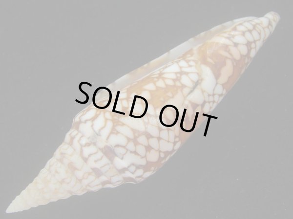 画像3: インドハデミナシ(Conus milneedwardsi clytospira) 美品 (3)