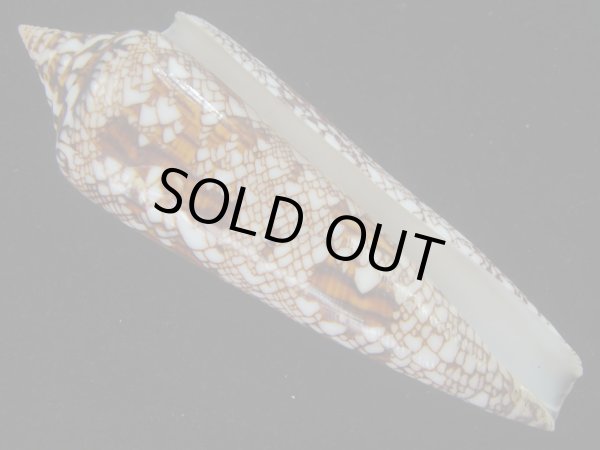 画像1: ベンガルイモ(Conus bengalensis) 濃色　老成　美品 (1)