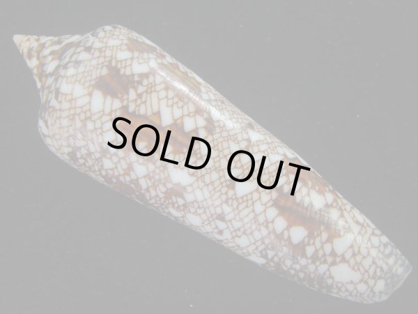 画像2: ベンガルイモ(Conus bengalensis) 濃色　老成　美品 (2)