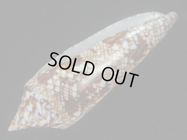 画像3: ベンガルイモ(Conus bengalensis) 濃色　老成　美品 (3)
