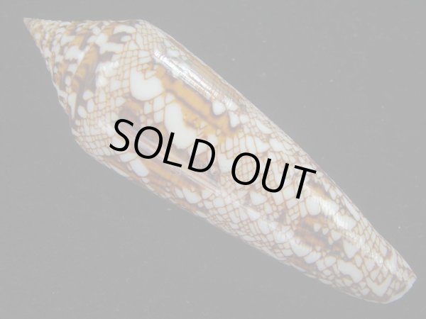 画像2: ベンガルイモ(Conus bengalensis) 美品 (2)