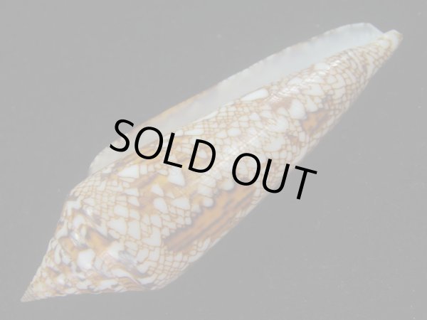画像3: ベンガルイモ(Conus bengalensis) 美品 (3)