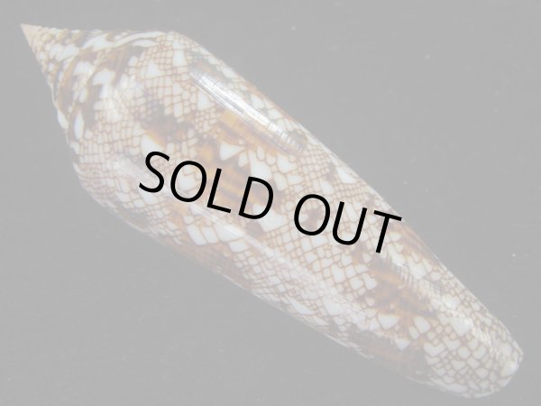 画像2: ベンガルイモ(Conus bengalensis) 濃色　美品 (2)