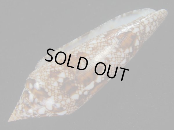画像3: ベンガルイモ(Conus bengalensis) 濃色　美品 (3)