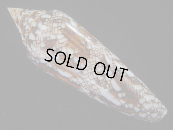 画像2: ベンガルイモ(Conus bengalensis) 濃色　美品 (2)