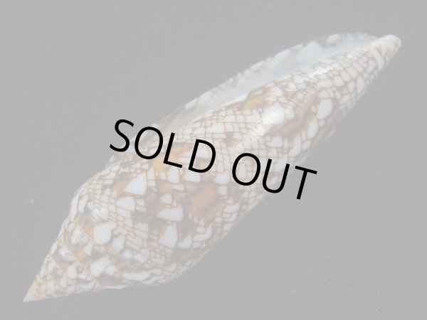 画像3: ベンガルイモ(Conus bengalensis) 濃色　美品 (3)