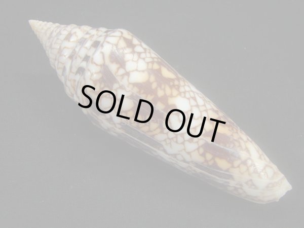 画像2: インドハデミナシ (2)