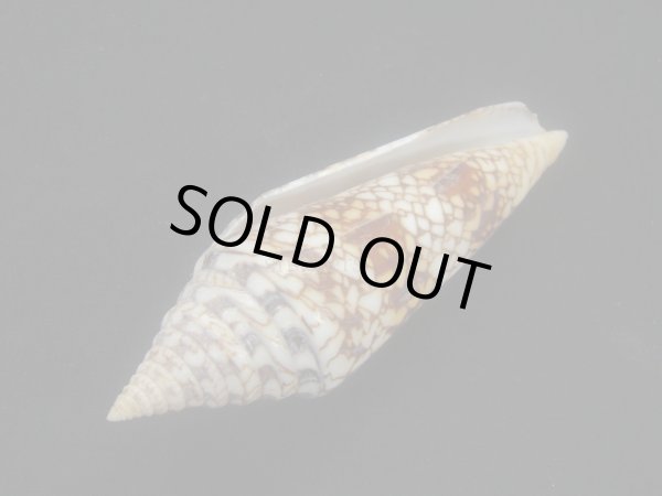 画像3: インドハデミナシ (3)