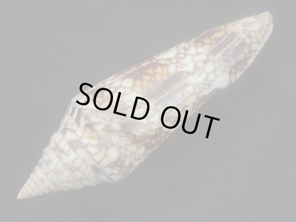 画像4: インドハデミナシ (4)