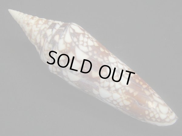 画像2: インドハデミナシ (2)