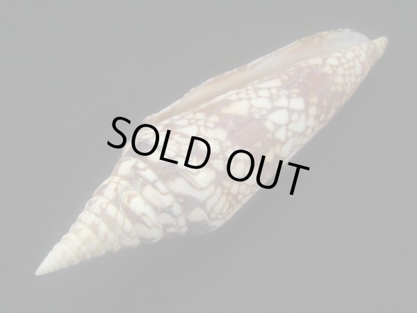 画像3: インドハデミナシ (3)