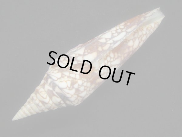 画像4: インドハデミナシ (4)